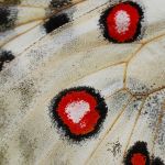 Jasoň červenooký - Parnassius apollo - detail křídla, Štramberk (VI, 2008)