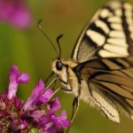Otakárek fenyklový - Papilio machaon, Boršov (VII, 2009)