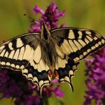 Otakárek fenyklový - Papilio machaon, Boršov (VII, 2009)