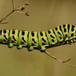 Otakárek fenyklový - Papilio machaon, housenka, Radotín (VIII, 2011)