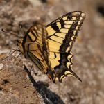 Otakárek fenyklový - Papilio machaon, Zebín (VIII, 2009)