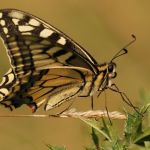 Otakárek fenyklový - Papilio machaon, Zlatý kůň (VIII, 2009)