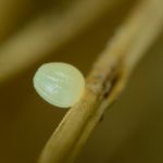 Okáč rosičkový - Erebia medusa, vajíčko (V, 2014)