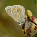 Modrásek komonicový - Polyommatus dorylas ♂ (VIII, 2011)