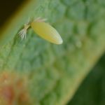Žluťásek borůvkový – Colias palaeno, detail vajíčka, Šumava (VI. 2012)