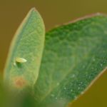 Žluťásek borůvkový – Colias palaeno, vajíčko, Šumava (VI. 2012)