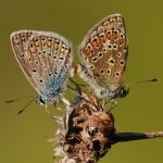Modrásek jehlicový - Polyommatus icarus kopulace - vlevo samec, vpravo samice , Kurdějov (VII, 2009)