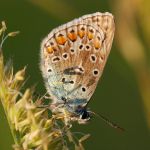 Modrásek jehlicový - Polyommatus icarus ♀, Ostružno (V, 2009)