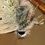 Modrásek jehlicový - Polyommatus icarus ♂, Ostružno (V, 2009)