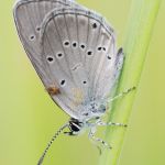 Modrásek lesní - Cyaniris semiargus, Ralsko (VIII, 2009)