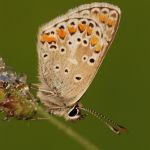 Modrásek tmavohnědý - Arcia agestis ♂, Ostružno (V, 2009)