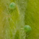 Ostruháček ostružinový - Callophrys rubi, detail vajíček, Morava (V/, 2013)