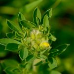 Ostruháček ostružinový - Callophrys rubi, živná rostlina s vajíčky Morava (VI, 2013)