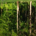 Černý rybník - Údolí plakánek (2009)